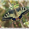 pap machaon imago7 kher